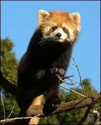 Son homonyme blanc et noir est le symbole du WWF !