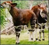 Il n'y a que quelques dizaines d'annes qu'on l'a dcouvert dans des jungles paisses du Congo !