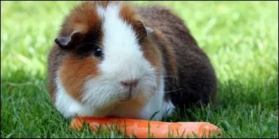 Les cochons d'inde sont originaires d'Inde.