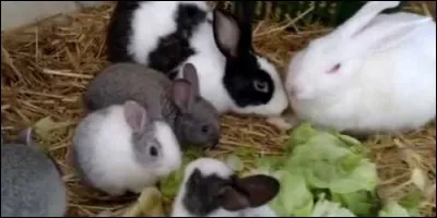 Que fait la femelle lapin lorsqu'elle lapine ?
