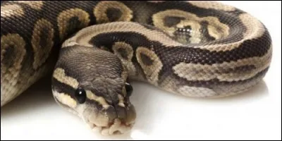 Lequel de ces serpent n'est pas venimeux ?