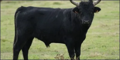 De quel animal la vache est-elle la femelle ?