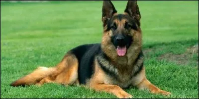 Quelle est la race de ce chien ?