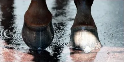 Comment appelle-t-on le gros ongle au bout de la patte du cheval ?