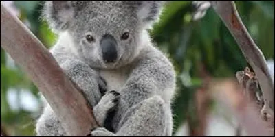 Les koalas ne possède pas d'ombilic.