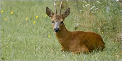 Comment appelle-t-on un jeune mâle cerf, âgé de 1 à 2 ans ?