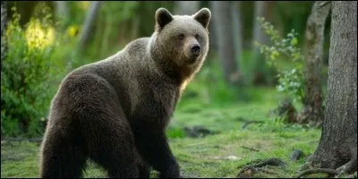 Complétez la fin de ce proverbe, "être un ours..." :