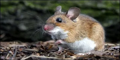 Quel est le nom du rat des champs ?