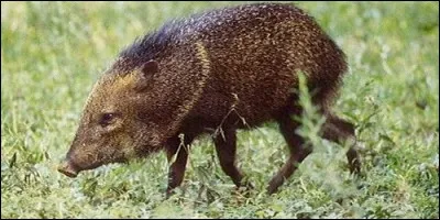 Quel petit mammifère d'Amérique, proche du sanglier, a des crocs triangulaires ?