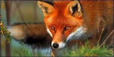 Que fait le renard ?
