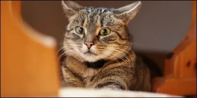 Comment est le chat qui a ses oreilles en arrière ?