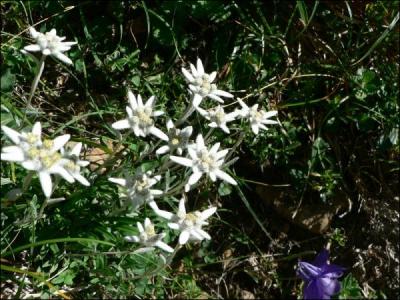A quelle famille j'appartiens ?