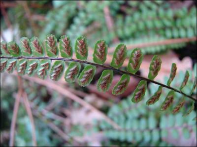 Comment se nomme la partie noire de la capillaire des murailles visible sur cette photo ?