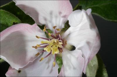 Mes fruits sont immangeables crus, mais une fois cuits ils sont transform�s en gourmandise. Que suis-je ?