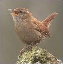 Minuscule et reconnaissable  sa queue, le ...