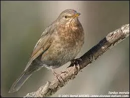 Cet oiseau adore les raisins !