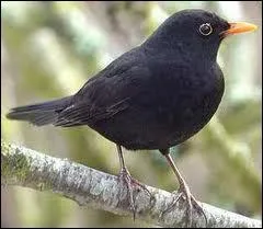 Son conjoint aussi !