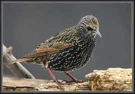 Il vient dans nos jardins, en bandes nombreuses !