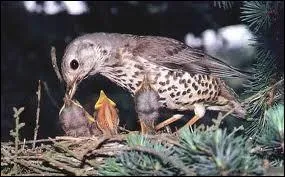 On la confond souvent avec la rponse de la question 2, elle peut tre musicienne !