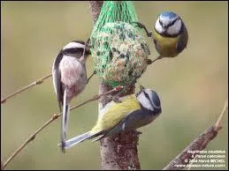 Elles viennent profiter des boules de graisse installes l'hiver !
