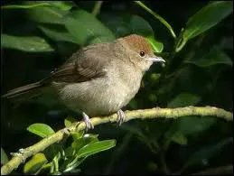 On la voit moins souvent, elle est pourtant prsente dans nos jardins !