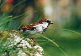 Quiz Oiseaux