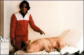 Comment s'appelle le cochon ?