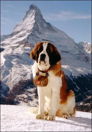 Que transportent les Saint-Bernard dans leur tonnelet ?