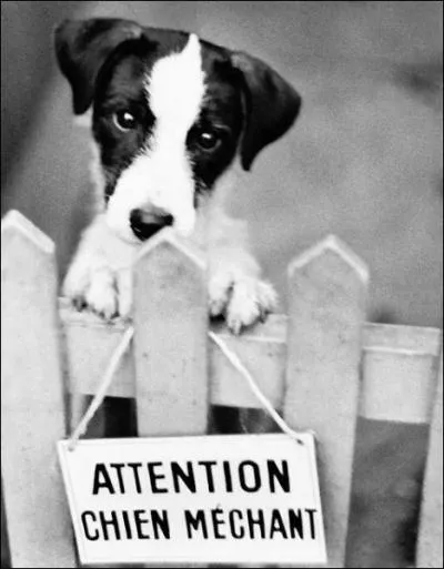 Quel chien est dsign comme dangereux ?