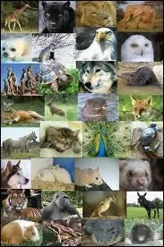 Par quel flin nos hros se font-ils attaquer ?