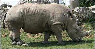 Partie 2 (tome 2) : quel rhinocros qu'ils avaient dj crois dans le tome 1 Dodji et Lela retrouvent-ils ?