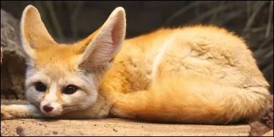 Les fennecs vivent dans le nord de l'Océanie.