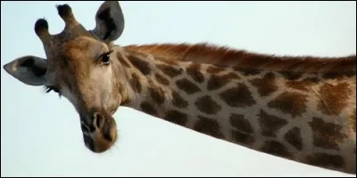 Combien y a-t-il de vertèbres dans le cou d'une girafe ?