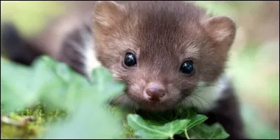 Lequel de ces animaux n'hiberne pas ?