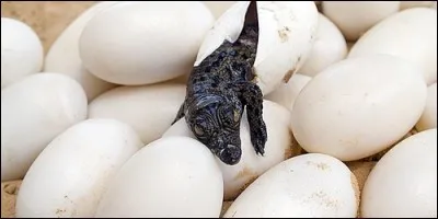 Combien d'oeufs, en moyenne, y a-t-il dans un nid de crocodile ?