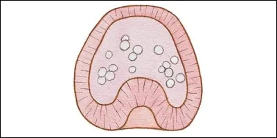 La gastrula est une substance de l'estomac des insectes.