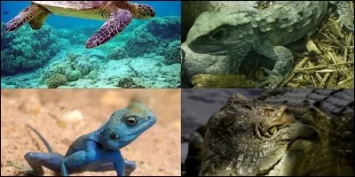 Que se passe-t-il quand un reptile mue ?