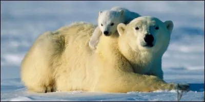 Quelle race d'ours est la plus douée pour la natation ?