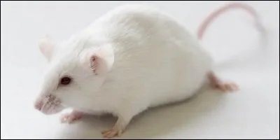 A quelle famille appartient la souris blanche ?