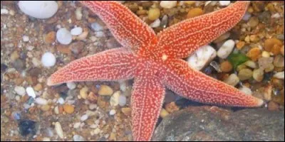 Combien de bras ont généralement les étoiles de mer ?