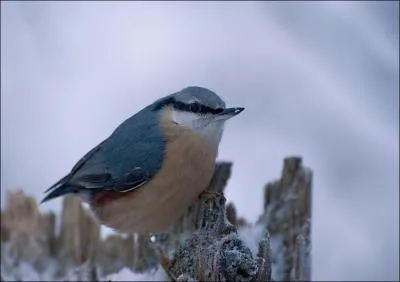 Quel est cet oiseau ?