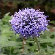 Quel est le nom de cette fleur appele aussi Boule azure ou Echinops ?
