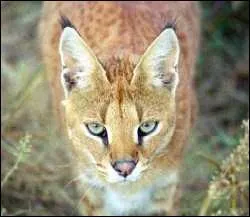 Quel est cet hybride issu du croisement d'un serval et d'un caracal femelle ?