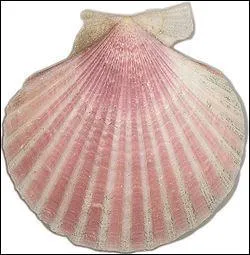 Quel est ce coquillage plus petit que la coquille Saint Jacques, appel aussi ptoncle blanc ?