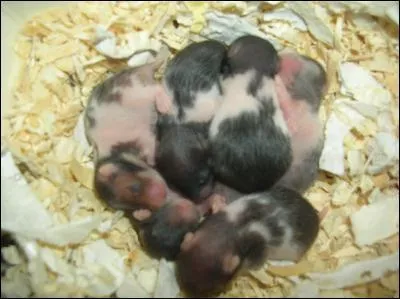 Quel est cet animal ?