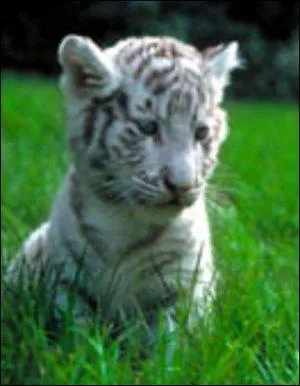 Quel est cet animal ?