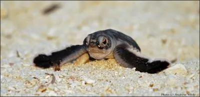 Quel est cet animal ?