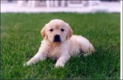 Quel est cet animal ? ( attention, c'est un pige )