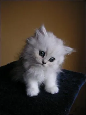 Quel est cet animal ?