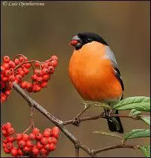 Le Bouvreuil pivoine vit dans les vergers, parcs et jardins principalement granivore, il affectionne galement :